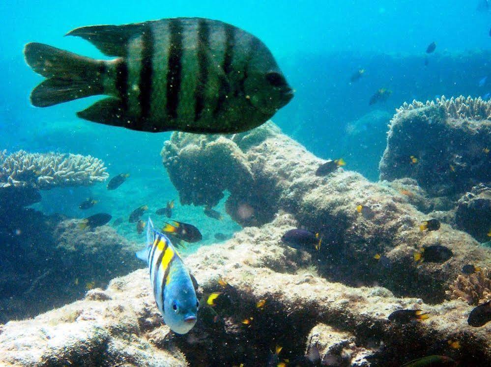 Tangalooma Island Resort Buitenkant foto